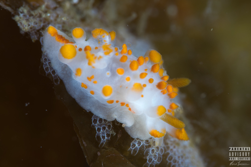Orange-clubbed Sea Slug