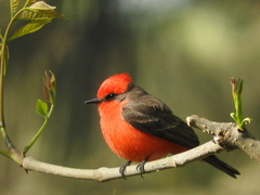 Pyrocephalus rubinus