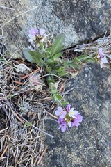 Arabis eschscholtziana