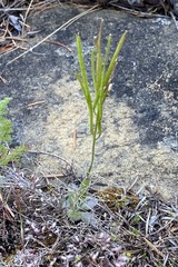 Arabis eschscholtziana