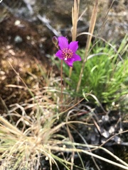 Phemeranthus mengesii