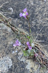 Arabis eschscholtziana