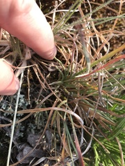 Phemeranthus mengesii