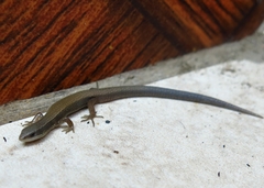 Macropholidus ruthveni