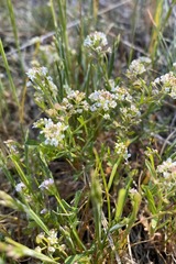 Lepidium virginicum menziesii