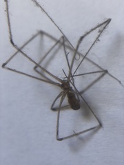 Pholcidae
