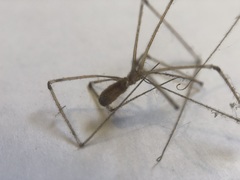 Pholcidae