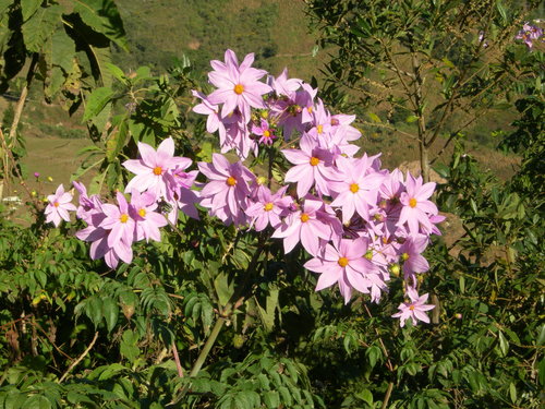 Tree Dahlia