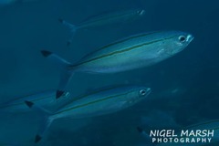 Pterocaesio digramma