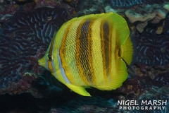 Chaetodon rainfordi