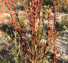 Gyrostemon australasicus