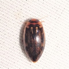 Coptotomus venustus