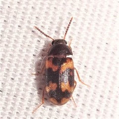 Mycetophagus serrulatus