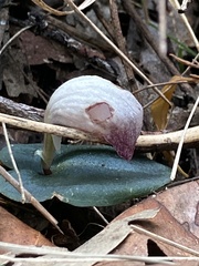 Corybas barbarae