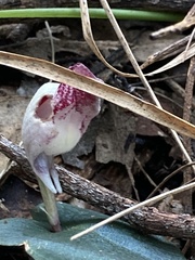 Corybas barbarae