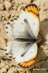 Colotis evagore