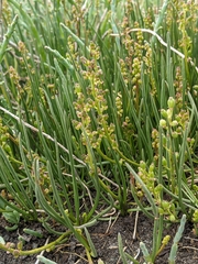 Triglochin concinna concinna