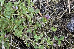 Trifolium variegatum