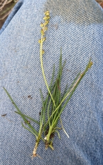 Triglochin concinna concinna