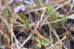 Trifolium variegatum