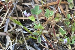 Trifolium variegatum