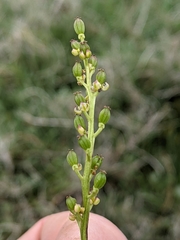 Triglochin concinna concinna