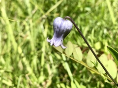 Clematis socialis