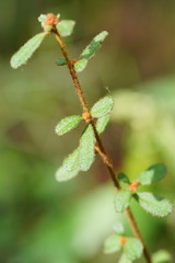 Asterolasia asteriscophora albiflora