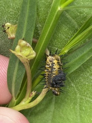 Chelymorpha cassidea