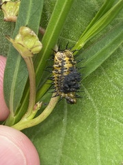 Chelymorpha cassidea