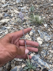 Caulanthus crassicaulis