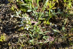 Lepidium virginicum menziesii