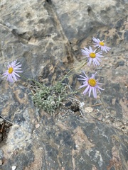 Erigeron argentatus