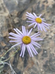 Erigeron argentatus