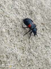 Astylus aulicus