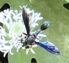 Physocephala floridana