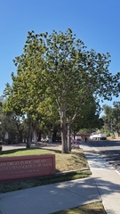 Brachychiton populneus