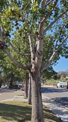 Brachychiton populneus