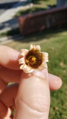 Brachychiton populneus