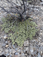 Petrophytum caespitosum caespitosum