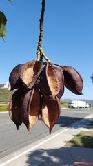 Brachychiton populneus