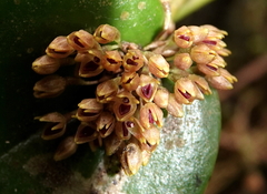 Pleurothallis canaligera
