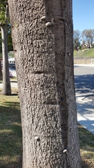 Brachychiton populneus