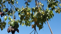 Brachychiton populneus