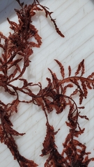 Cumathamnion decipiens