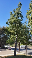 Brachychiton populneus