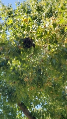 Brachychiton populneus