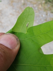 Andricus chinquapin