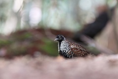 Turnix melanogaster