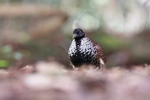Black-breasted Buttonquail